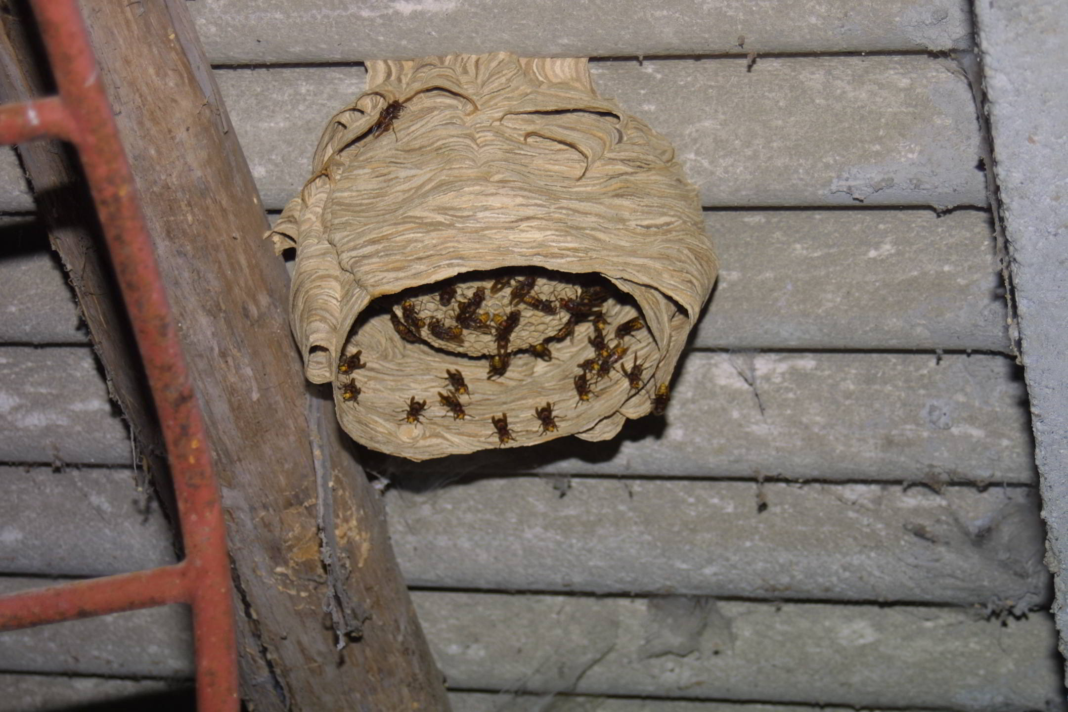 Nido di Vespa crabro